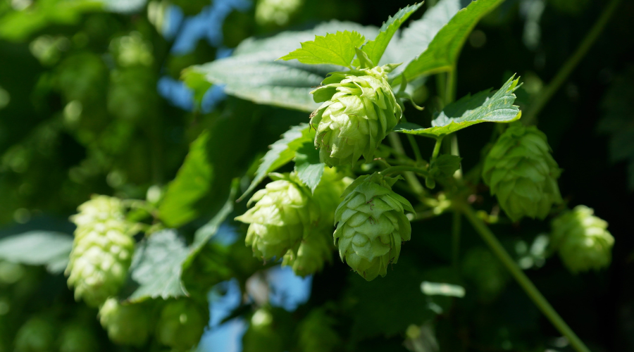 Le houblon, ingrédient indispensable de la bière artisanale