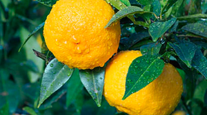 Qu'est-ce que le Yuzu ?