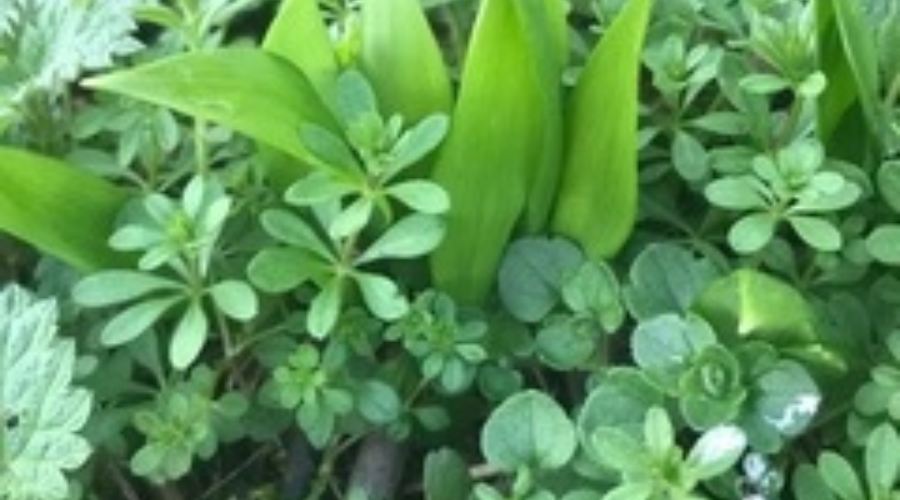 Des nouvelles du jardin - L'Ail des Ours