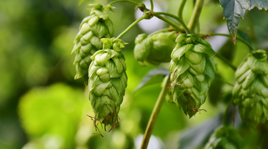 #Houblon : Silence, ça pousse !