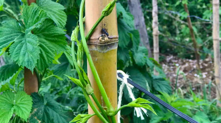 #Houblon : ça grimpe !