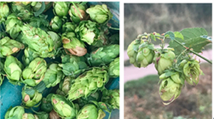 #Houblon : Le temps de la récolte !