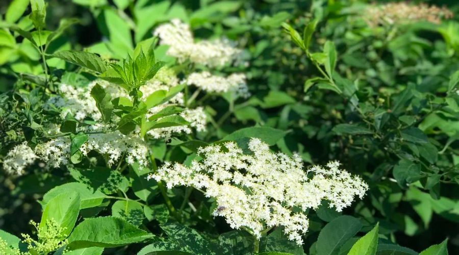 Des nouvelles du Jardin : le sureau est en fleur